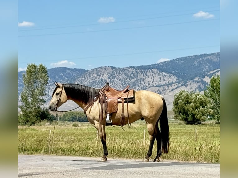 American Quarter Horse Wallach 11 Jahre 160 cm Buckskin in Drummond