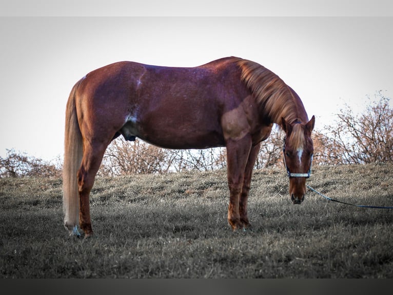 American Quarter Horse Wallach 11 Jahre 160 cm Fuchs in Pfronstetten