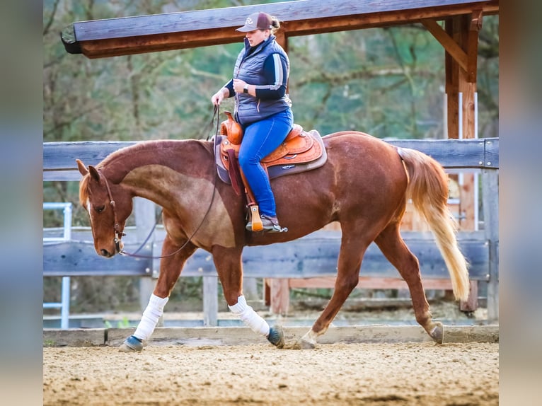 American Quarter Horse Wallach 11 Jahre 160 cm Fuchs in Pfronstetten