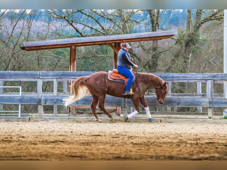 American Quarter Horse Wallach 11 Jahre 160 cm Fuchs in Pfronstetten
