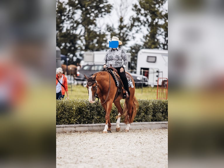 American Quarter Horse Wallach 11 Jahre 160 cm Fuchs in Hagen