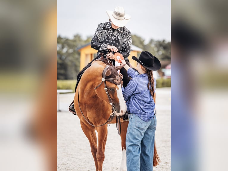 American Quarter Horse Wallach 11 Jahre 160 cm Fuchs in Hagen