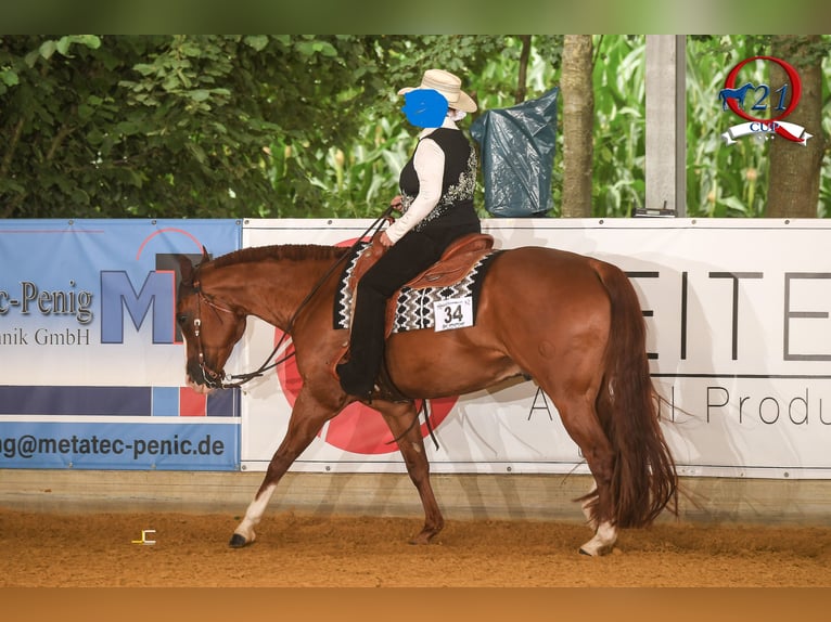 American Quarter Horse Wallach 11 Jahre 160 cm Fuchs in Hagen