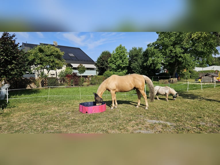 American Quarter Horse Wallach 11 Jahre 160 cm Palomino in Lustenau