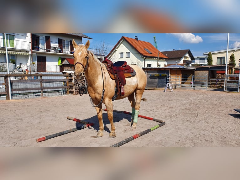 American Quarter Horse Wallach 11 Jahre 160 cm Palomino in Lustenau