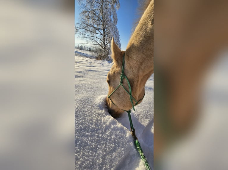 American Quarter Horse Wallach 11 Jahre 160 cm Palomino in Lustenau