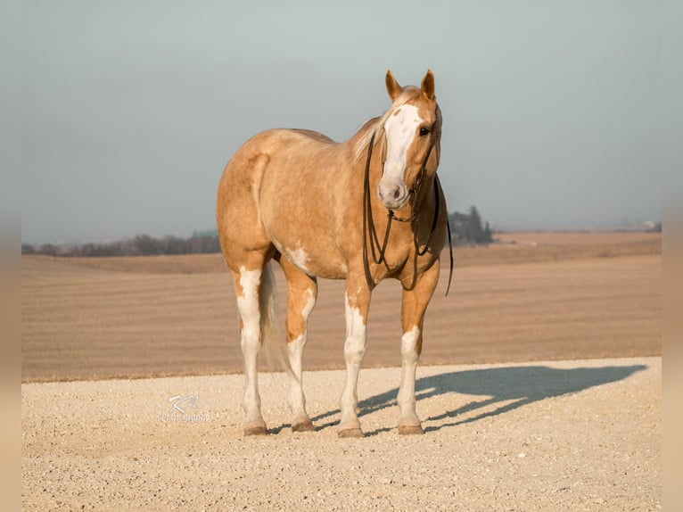 American Quarter Horse Wallach 11 Jahre 160 cm Palomino in Bernard IA