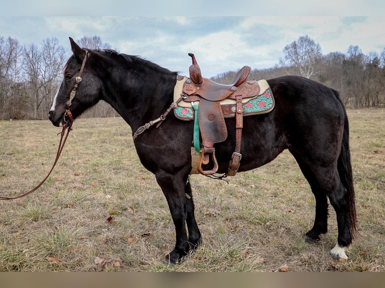 American Quarter Horse Wallach 11 Jahre 160 cm Rappe in Hillsboro KY