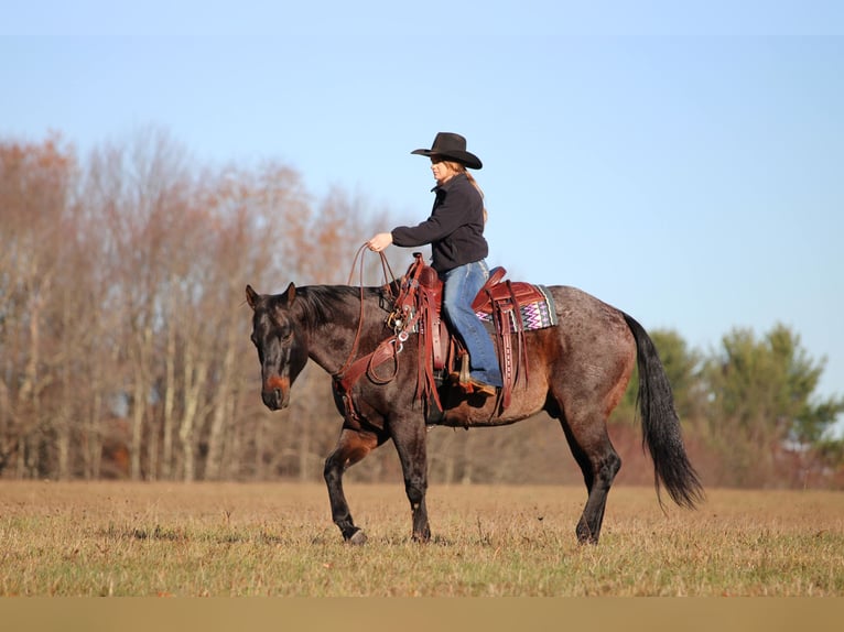 American Quarter Horse Wallach 11 Jahre 160 cm Roan-Bay in Clarion