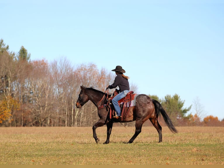 American Quarter Horse Wallach 11 Jahre 160 cm Roan-Bay in Clarion