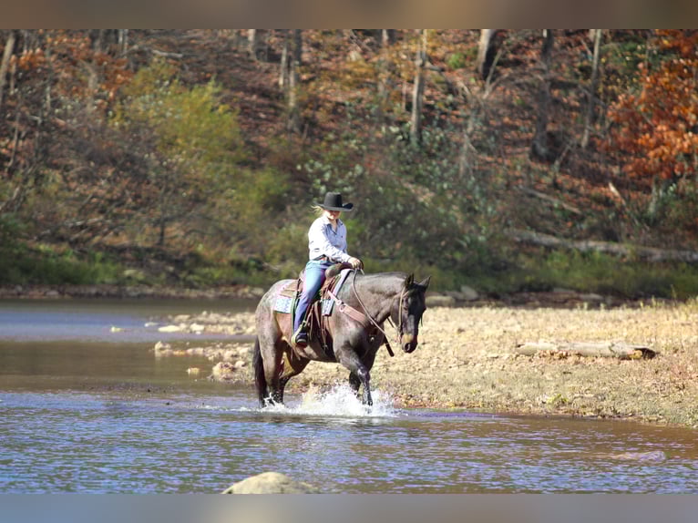 American Quarter Horse Wallach 11 Jahre 160 cm Roan-Bay in Clarion