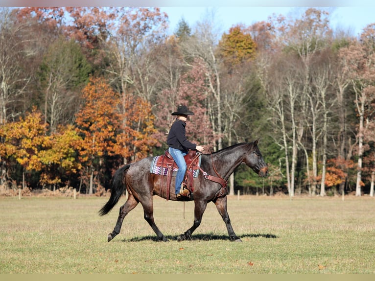American Quarter Horse Wallach 11 Jahre 160 cm Roan-Bay in Clarion