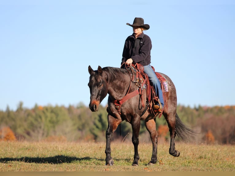American Quarter Horse Wallach 11 Jahre 160 cm Roan-Bay in Clarion