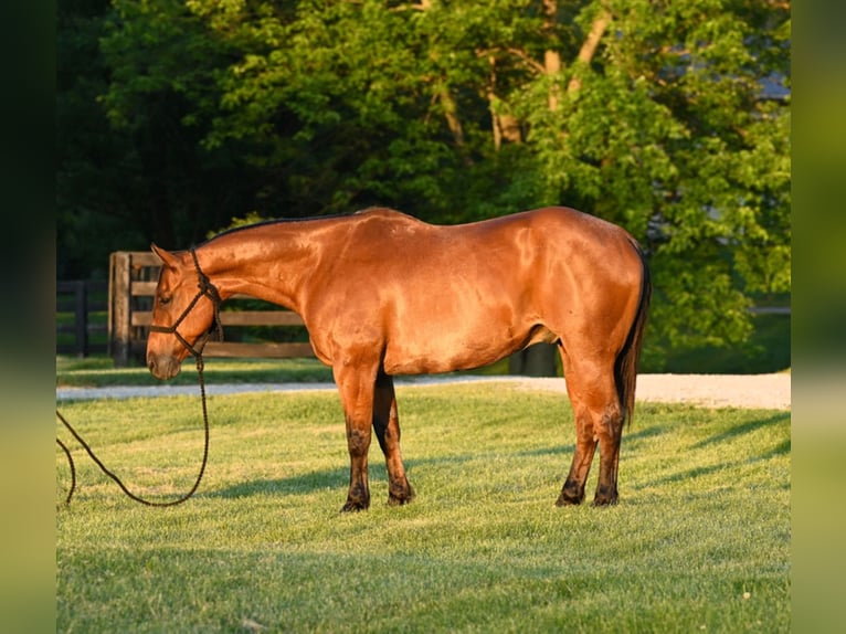 American Quarter Horse Wallach 11 Jahre 160 cm Roan-Bay in Waco TX