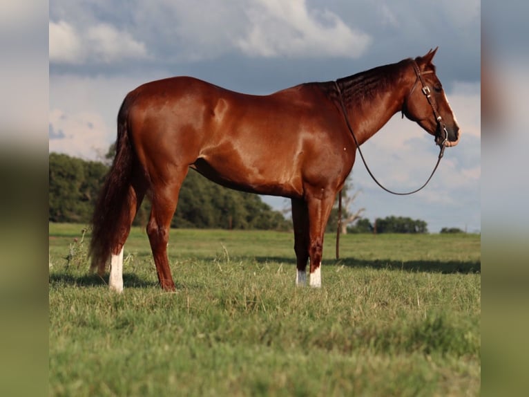 American Quarter Horse Wallach 11 Jahre 160 cm Rotfuchs in Stephenville, TX
