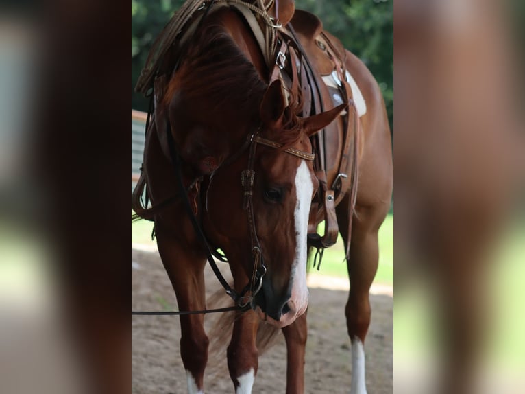American Quarter Horse Wallach 11 Jahre 160 cm Rotfuchs in Stephenville, TX