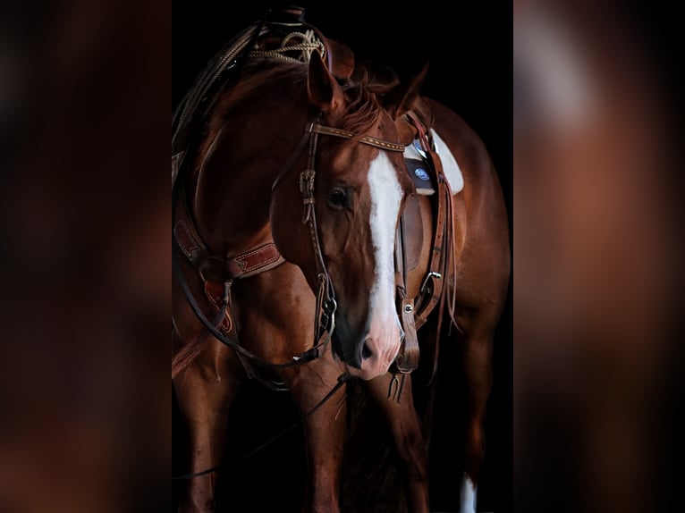 American Quarter Horse Wallach 11 Jahre 160 cm Rotfuchs in Stephenville, TX