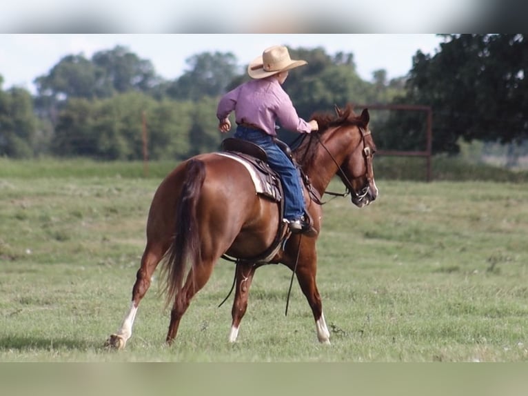 American Quarter Horse Wallach 11 Jahre 160 cm Rotfuchs in Stephenville, TX