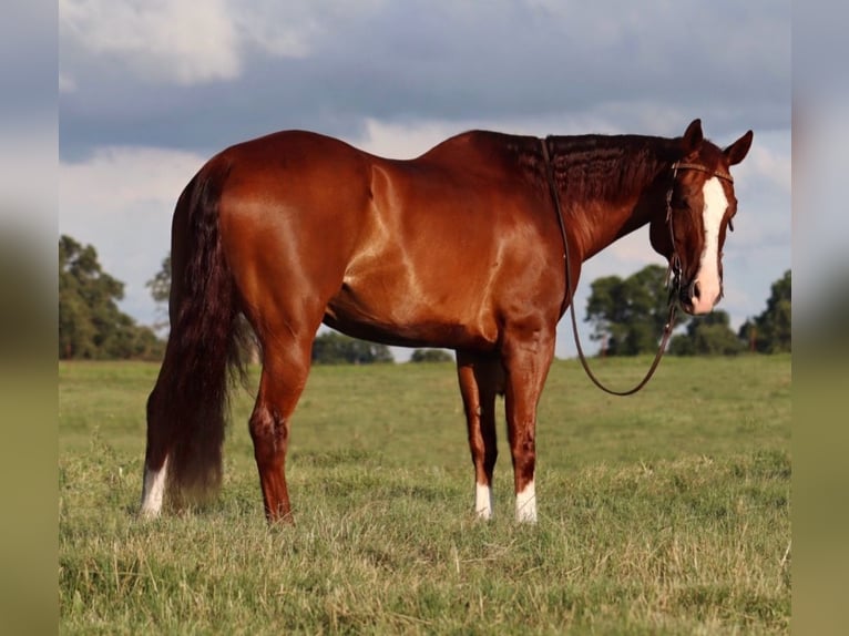 American Quarter Horse Wallach 11 Jahre 160 cm Rotfuchs in Stephenville, TX
