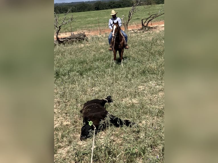 American Quarter Horse Wallach 11 Jahre 160 cm Rotfuchs in Stephenville, TX