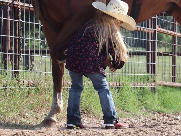 American Quarter Horse Wallach 11 Jahre 160 cm Rotfuchs in Stephenville, TX