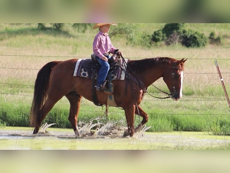 American Quarter Horse Wallach 11 Jahre 160 cm Rotfuchs in Stephenville, TX