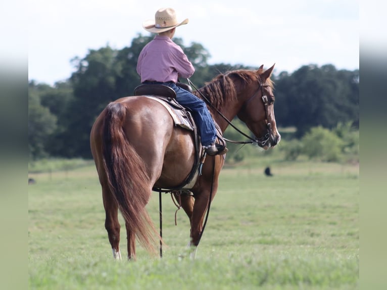 American Quarter Horse Wallach 11 Jahre 160 cm Rotfuchs in Stephenville, TX