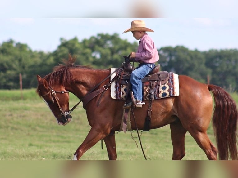 American Quarter Horse Wallach 11 Jahre 160 cm Rotfuchs in Stephenville, TX