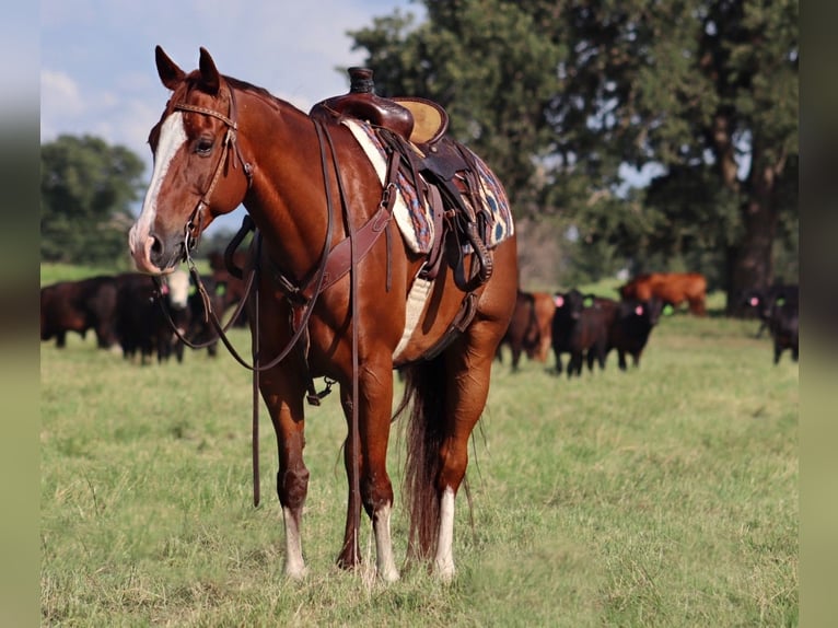 American Quarter Horse Wallach 11 Jahre 160 cm Rotfuchs in Stephenville, TX