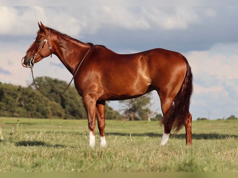 American Quarter Horse Wallach 11 Jahre 160 cm Rotfuchs in Stephenville, TX