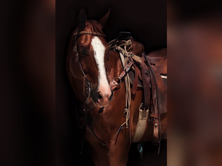 American Quarter Horse Wallach 11 Jahre 160 cm Rotfuchs in Stephenville, TX