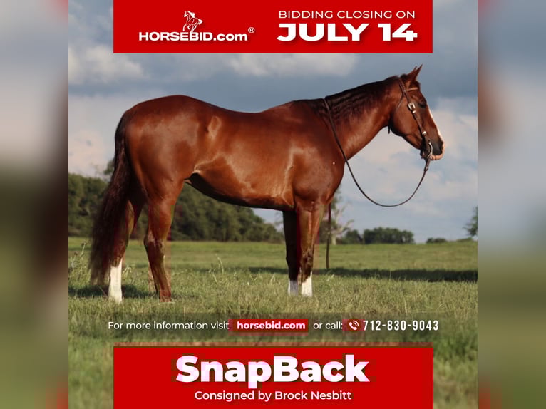 American Quarter Horse Wallach 11 Jahre 160 cm Rotfuchs in Stephenville, TX