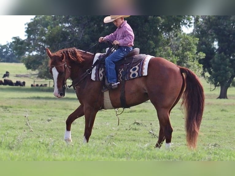 American Quarter Horse Wallach 11 Jahre 160 cm Rotfuchs in Stephenville, TX