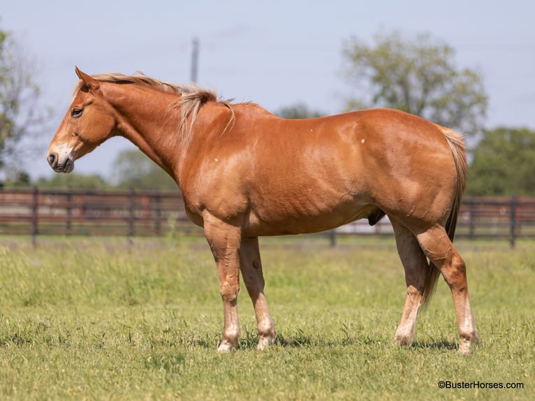 American Quarter Horse Wallach 11 Jahre 160 cm Rotfuchs in Weatherford TX