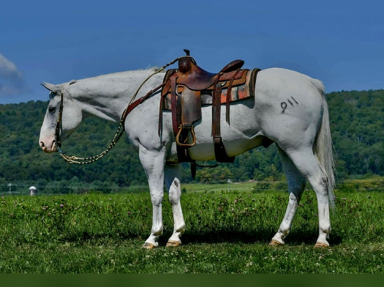 American Quarter Horse Wallach 11 Jahre 160 cm Schimmel in Saint Joe