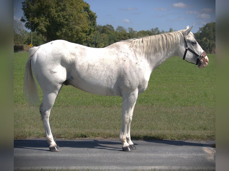 American Quarter Horse Wallach 11 Jahre 160 cm Schimmel in Saint Joe