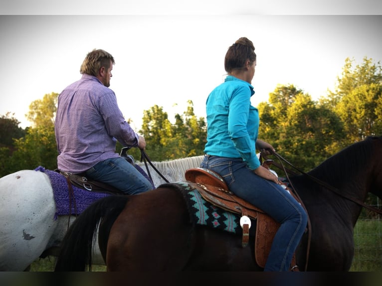 American Quarter Horse Wallach 11 Jahre 160 cm Schimmel in Saint Joe