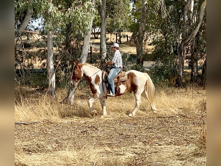 American Quarter Horse Wallach 11 Jahre 160 cm Tobiano-alle-Farben in Lincoln CA