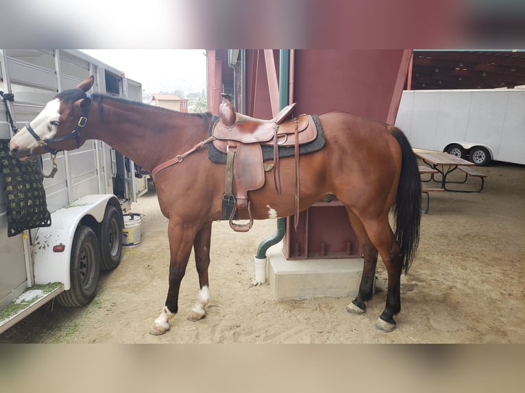 American Quarter Horse Wallach 11 Jahre 163 cm Brauner in Chino