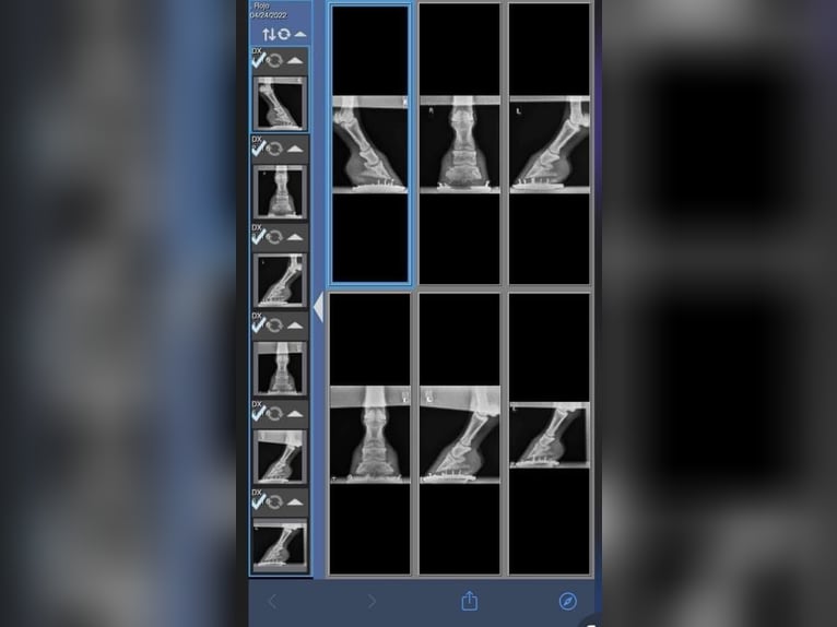 American Quarter Horse Wallach 11 Jahre 163 cm Buckskin in Fort Collins CO