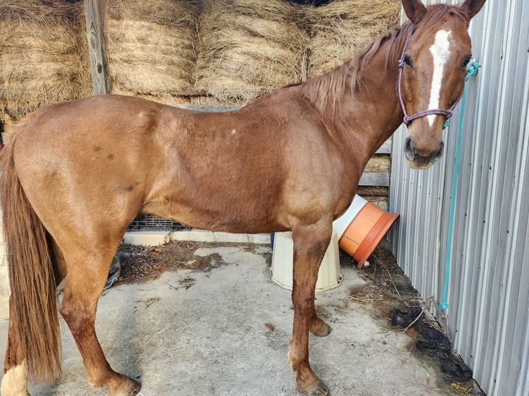American Quarter Horse Mix Wallach 11 Jahre 163 cm Dunkelfuchs in Boiling Springs
