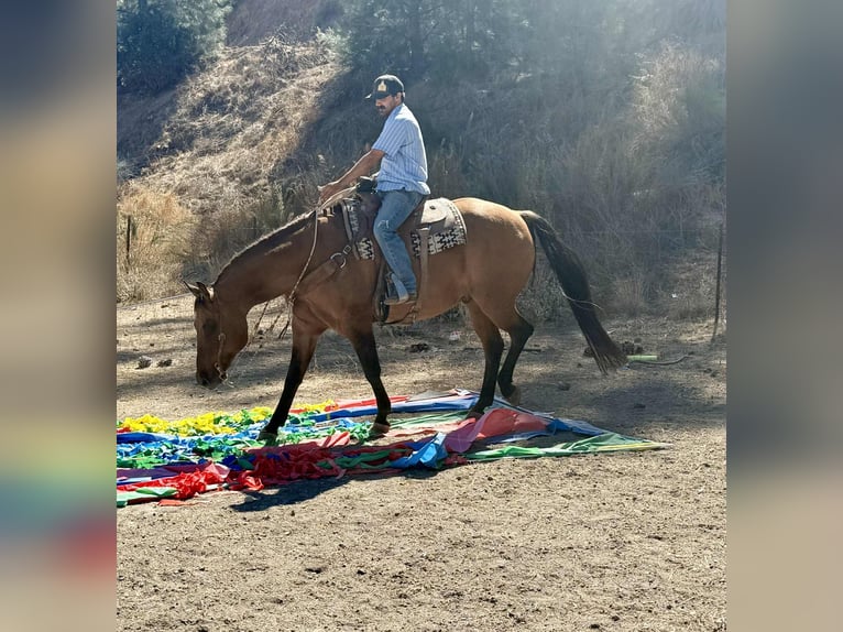 American Quarter Horse Wallach 11 Jahre 163 cm Falbe in Paicines CA