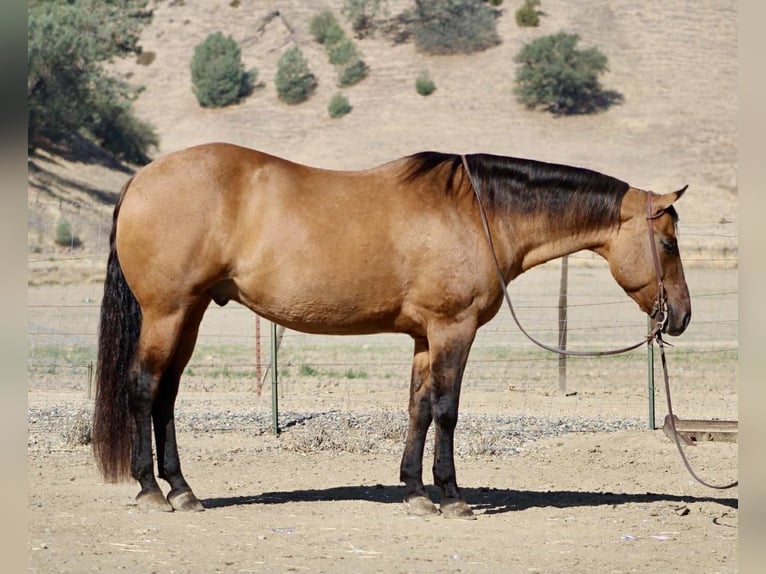 American Quarter Horse Wallach 11 Jahre 163 cm Falbe in Paicines CA