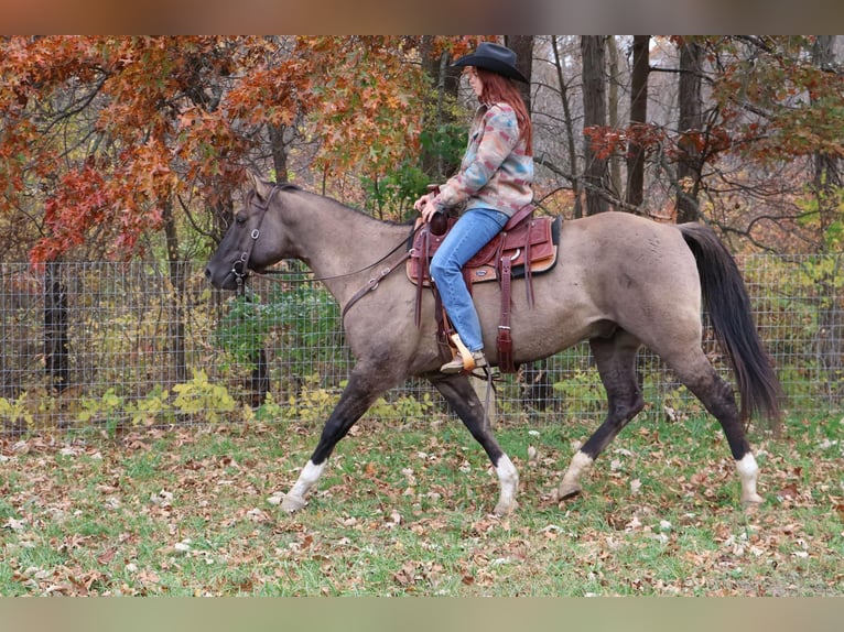 American Quarter Horse Wallach 11 Jahre 163 cm Grullo in Howell MI