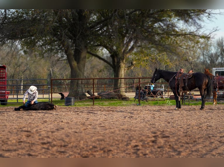 American Quarter Horse Wallach 11 Jahre 163 cm Rappe in Terrell, TX