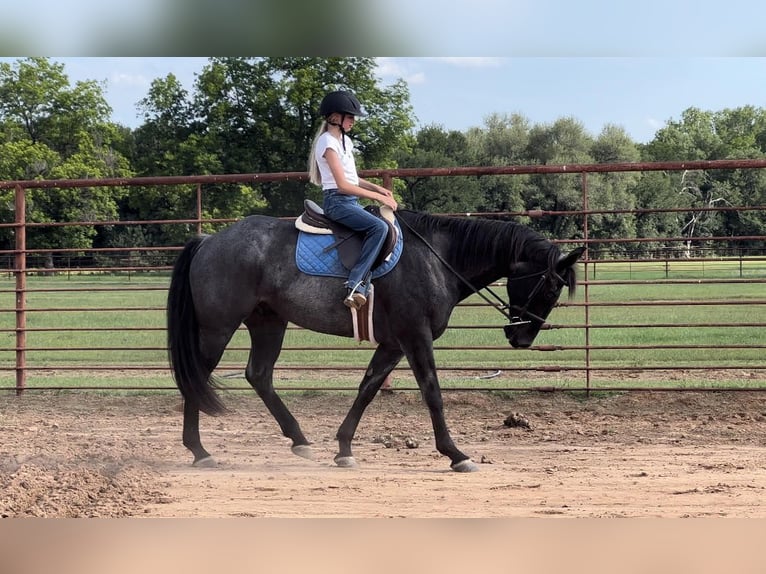 American Quarter Horse Wallach 11 Jahre 163 cm Roan-Blue in WEATHERFORD, TX
