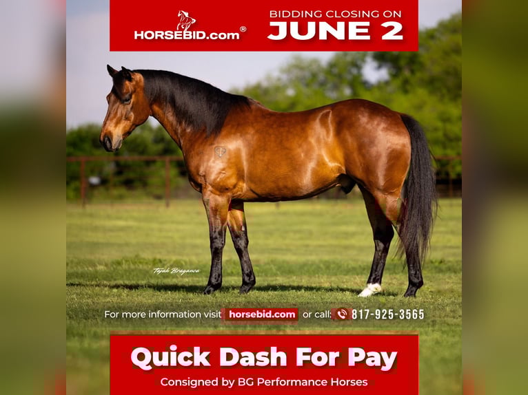 American Quarter Horse Wallach 11 Jahre 163 cm Rotbrauner in Weatherford, TX