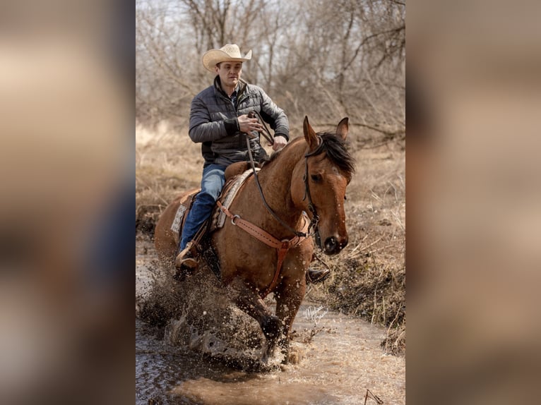 American Quarter Horse Wallach 11 Jahre 163 cm Tobiano-alle-Farben in river falls WI