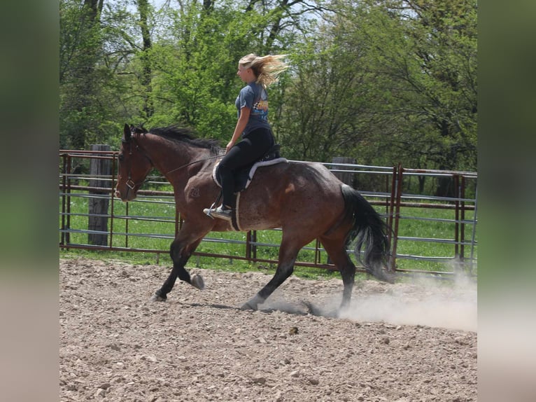 American Quarter Horse Wallach 11 Jahre 165 cm Roan-Bay in Charleston IL