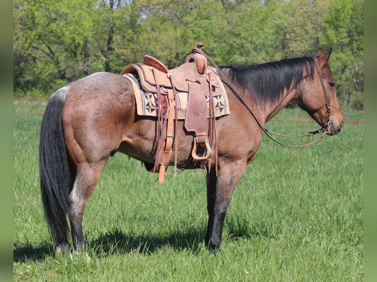 American Quarter Horse Wallach 11 Jahre 165 cm Roan-Bay in Charleston IL